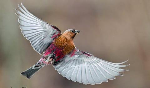 Rosy Finches and other birds visiting the feeder. Photo credit Wesley Berg