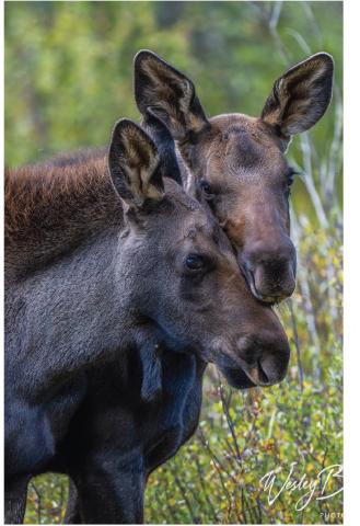 Photo credit Wesley Berg Three month old moose twins.