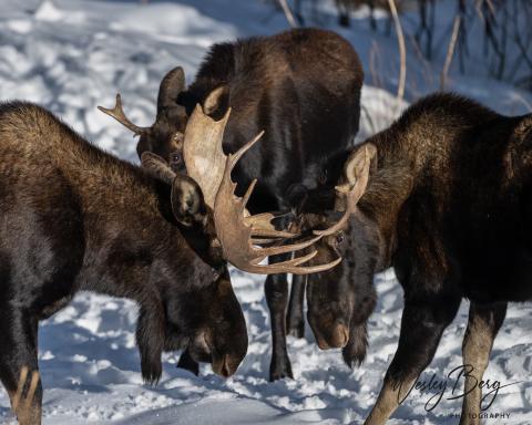 Photo credit Wesley Berg Though moose are considered solitary, they do hang out in groups sometimes, as captured by local wildlife photographer Wesley Berg.