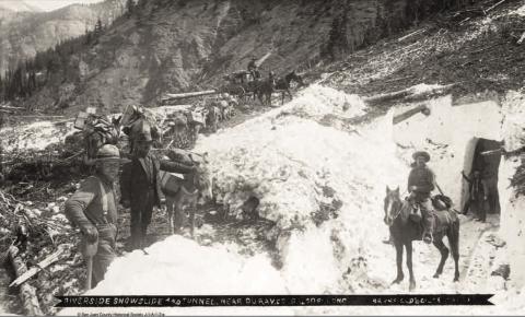 A mule train on the Shenandoah trail in Arrastra Gulch, heading downhill with loaded ore sacks in an undated photo. Photo courtesy of San Juan County Historical Society