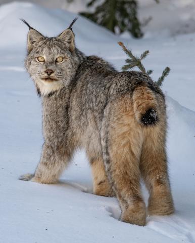Photo credit Kris Sanders Kris Sanders and his wife Megan were very fortunate to have spotted a lynx on Friday. They were able to take a few pictures before it went into the pines.