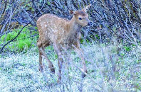 A new elk calf Photo credit Wesley Berg