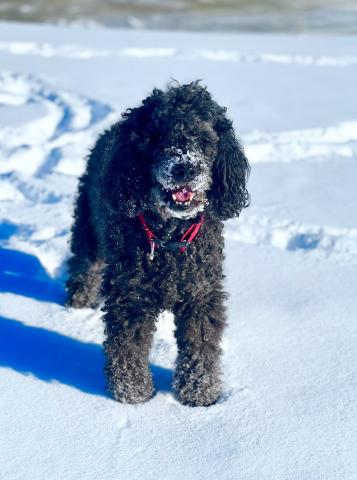 Photo credit DeAnne Gallegos Powderhoud Cozy is a 14 year old Labradoodle enjoying the Town’s fresh groomed trails.