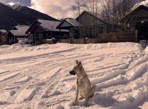 Local dog sitting outside the affordable homes on Cement Street. Photo by Katey Fetch