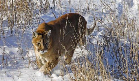 Mountain Lions have long been known to live in the San Jaun Mounatins