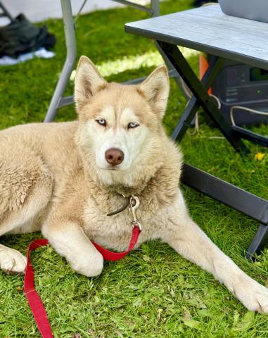 Silverton dog Katana works at her dad Brady Snow’s art booth this weekend photo by DeAnne Gallegos