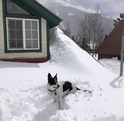 Enough snow for local dogs to climb on roofs and over fences Photo by Kelly Fetch