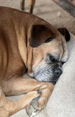 Photo credit DeAnne Gallegos Longtime Local Jim Lindaman’s dog Blaze takes a nap while her Dad conducts business. She is his best office mate.