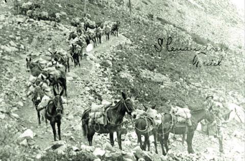 A pack train on the Shenandoah Trail, with loaded ore sacks in this undated photo. Photo courtesy of San Juan County Historical Society