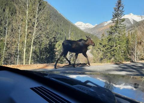 Photo credit Larry Raab Watch out for moose and drive carefully on Highway 550!