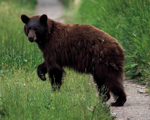 A black bear foraging on grass Photo by Wesley Berg