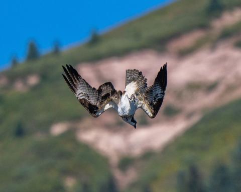 Osprey eating its lunch, September 2022. Photo credit Wesley Berg