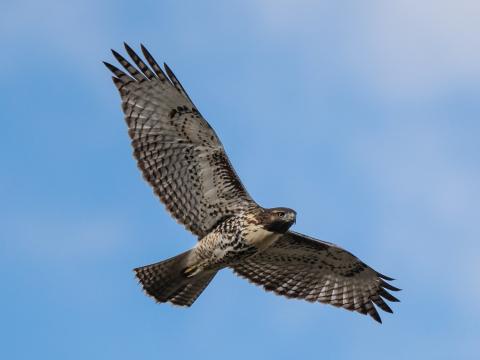 A light morph red-tailed hawk with brown and white coloration against the blue sky. Photo credit Wesley Berg