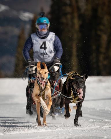 Silverton Flying Dog Sled Races were held up at Molas Lake this past weekend, and the sled dogs were all smiles photo by Howie Stern
