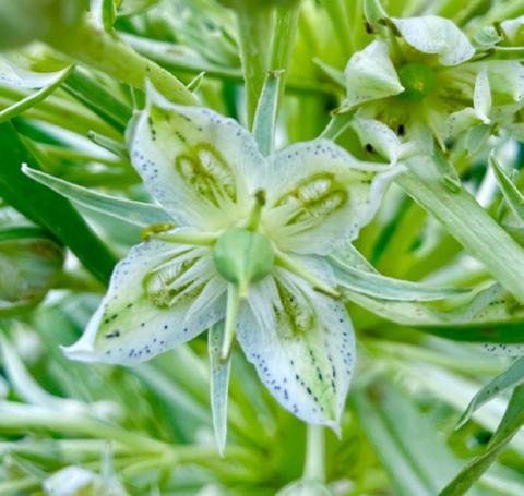 Green Gentian revealing purple dots on petals Photos by Mary Grizzard