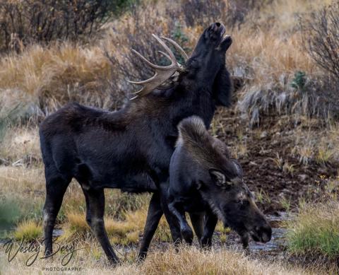 It is the rutting season! This big bull moose was busy chasing after a cow yesterday. She showed some interest, but then she kept running away from his advances. Photo Credit Wesley Berg