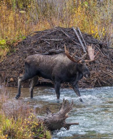 Photo credit Wesley Berg Bull moose wandering in the fall colors.