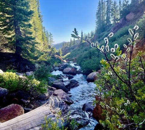 Flowering willows grace a San Juan mountain stream in June Photo courtesy Sage Grizzard
