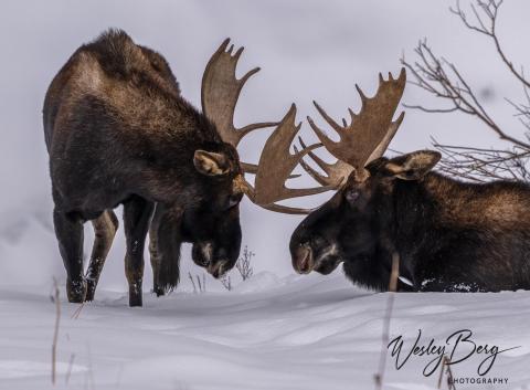 Photo credit Wesely Berg Bull moose hanging out together.