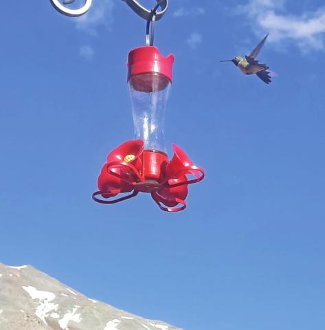 Hummingbirds are back in Silverton and enroute to your feeders Photo credit Emma Schaffrick
