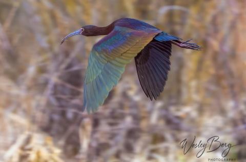 Photo credit Wesley Berg A White-Faced Ibis, a somewhat rare visitor in Silverton.