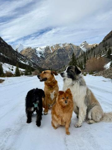  This local Silverton Dog Pack got out on the trail to enjoy the fresh snow and make fresh doggy tracks