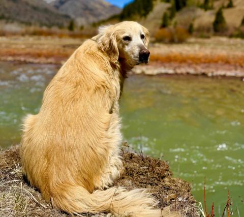 Toots Mead enjoying some sunbathing by the Animas River on a warm San Juan Spring Day. It’s a dog’s life around here photo by DeAnne Gallegos