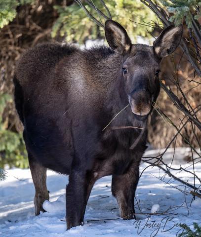 Photo credit Wesley Berg Eating twigs for energy.