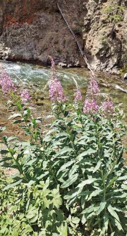 What’s Blooming? Fireweed: July/August