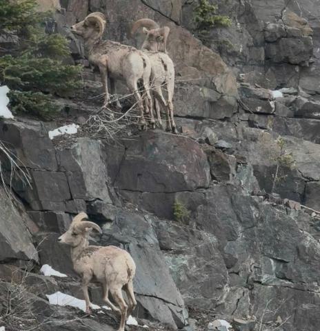 photo by Brent Teague The whole mountain goat family climbed up the side of the mountain to get out of the traffic’s way slowly but surely