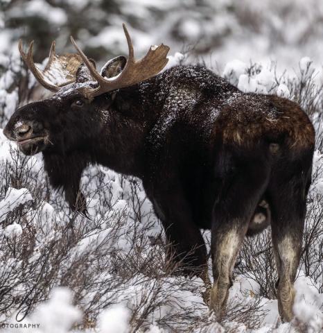 A couple of bull moose out feeding after the storm. Photo credit Wesley Berg