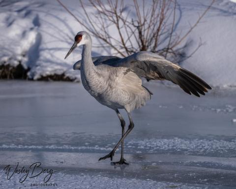 Photo credit Wesley Berg Sandhill Crane on the Animas River.