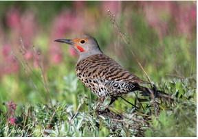 Photo credit Wesley Berg A Northern Flicker looking for insects in the grass and the weeds.