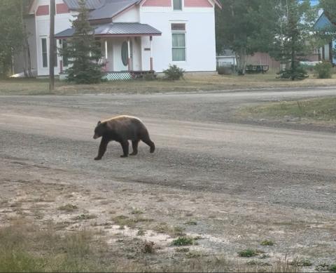 A local bear roaming Snowden street early in the morning. Photo by Debbie Zarkis