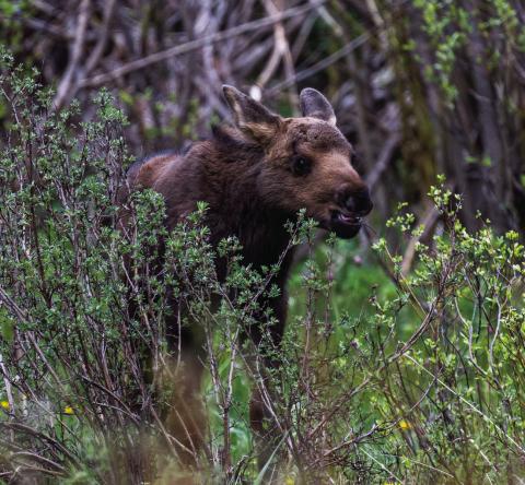 Photo by Wesley Berg The happy healthy male calf