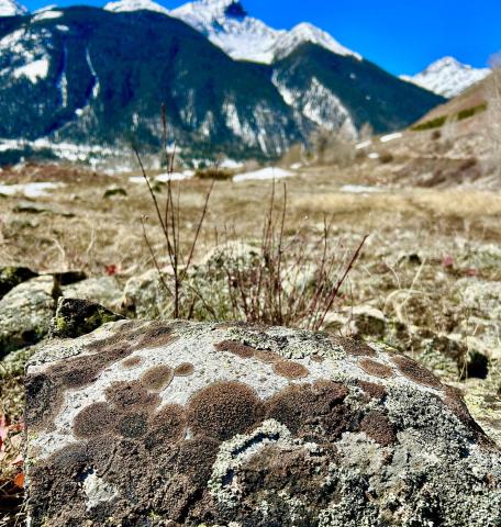 At least three different species of lichen have colonized this boulder Photo by Mary Grizzard