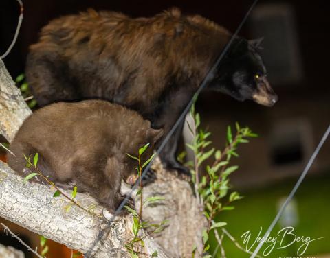 The Mama Bear with one of her cubs. Photo credit Wesley Berg