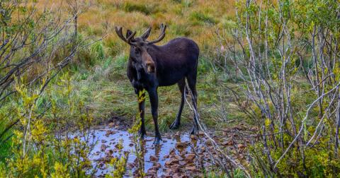 A moose near the Artist Cabin along Highway 550 where parking lot will go. Photo credit Wesley Berg
