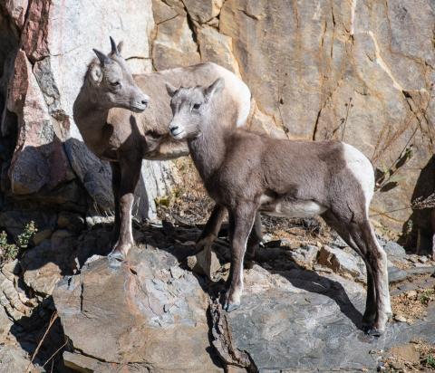 Two young bighorns standing together on a ledge in the middle of a cliff band. Photo credit Wesley Berg