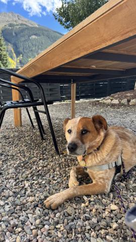 Lindsey and Ryan’s dog Cas enjoying the fall afternoon photo by Lindsey Halvorson