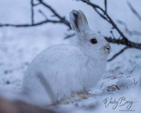 Photo credit Wesley Berg a snowshoe hare with its white winter coat.