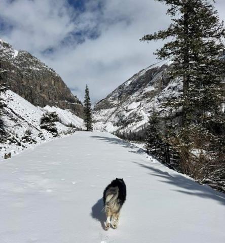 photo by Howie Stern Silverton local Howie Stern and his dog Mishka enjoy the fresh snow we got this week.