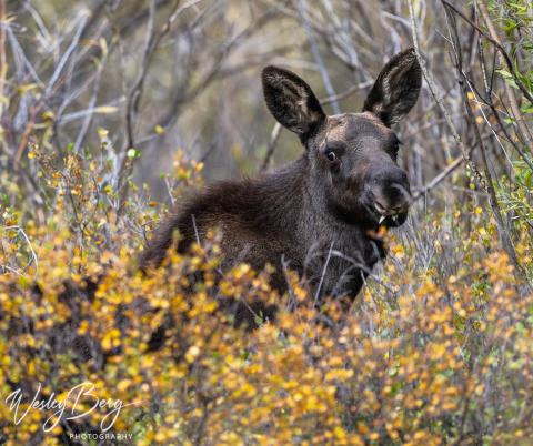 Photo credit Wesley Berg Remember Fred? The orphaned moose calf appears healthy despite being so young.