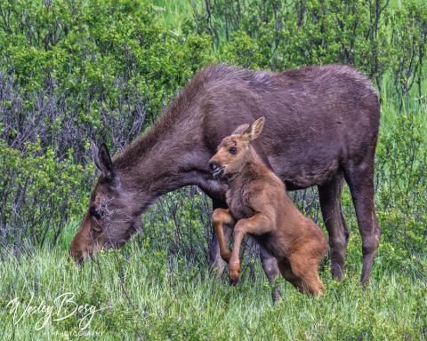 Sandy the femail calf running and jumping around while her mother was busy eating behind her. Photo Credit Wesley Berg