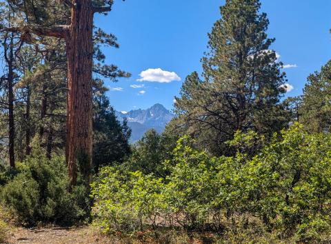Sit Spot in the Ponderosa