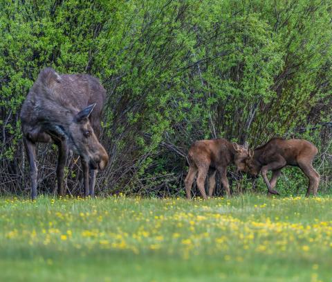 Mom watches as her two baby bull calves attempt to spar (June 8, 2025). Photo credit Wesley Berg