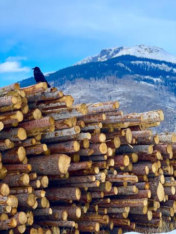Winter has been cold in Silverton but not much snow as of yet, a raven sits on pile of logs waiting to be cut up for local firewood last Tuesday. Photo credit DeAnne Gallegos