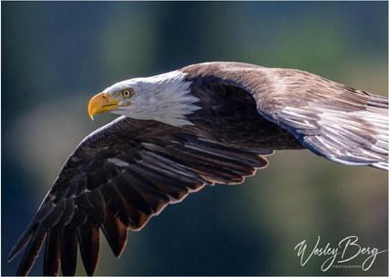 A Bald Eagle photo from Molas Lake yesterday. He surprised the photographer coming across the lake and grabbing for a dead fish floating in the water. Photo Credit Wesley Berg