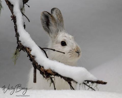 Photo credit Wesley Berg The Snowshoe Hare population is up this winter, so can we expect to see more lynx in 2024?