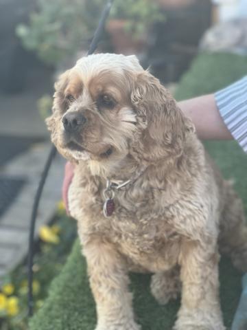Sadie who came from the Aztec dog shelter is believed to be 5 or 6 years old and is very grateful to have become a member of the Betty Chavez Dog Pack. Photo credit DeAnne Gallegos